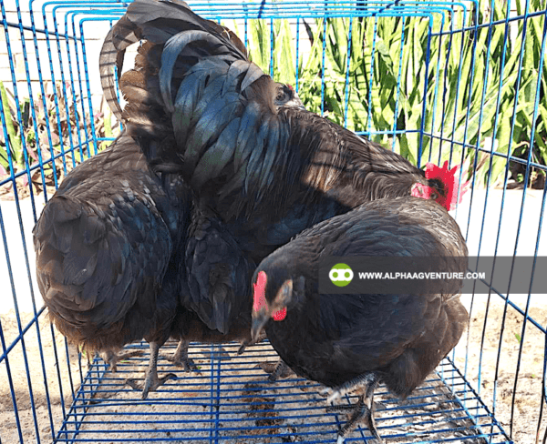 Buy Black Australorp Chickens for Sale from Alpha Agventure Farms