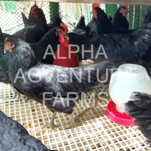 Buy Black Australorp for Sale in the Philippines