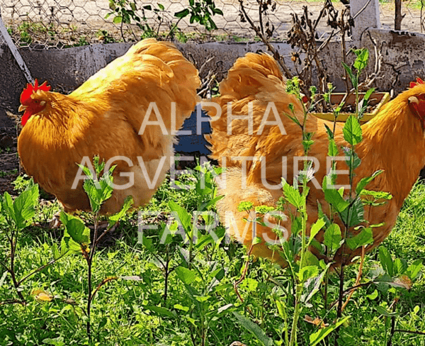 Buy Buff Orpington Breeders for Sale from Alpha Agventure Farms