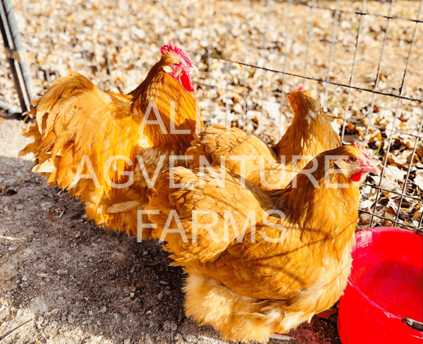 Buy Buff Orpington Breeders for Sale from Alpha Agventure Farms