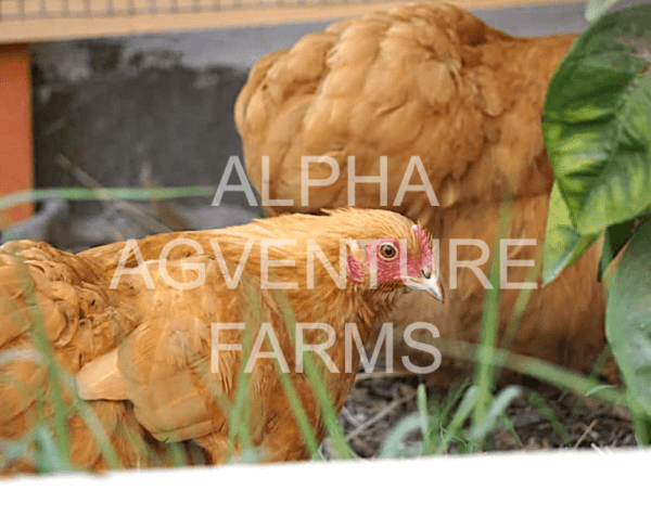 Buy Buff Orpington Breeders for Sale from Alpha Agventure Farms