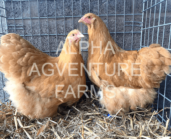 Buy Buff Orpington Breeders for Sale from Alpha Agventure Farms