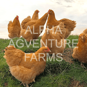 Buy Buff Orpington Breeders for Sale from Alpha Agventure Farms