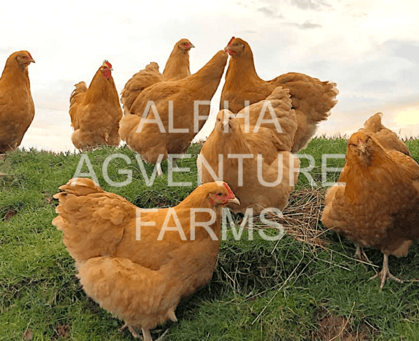 Buy Buff Orpington Breeders for Sale from Alpha Agventure Farms