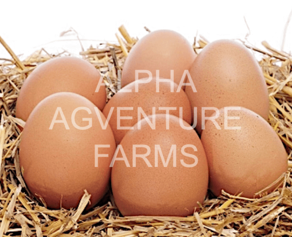 Buy Buff Orpington Fertilized Eggs for Sale from Alpha Agventure Farms