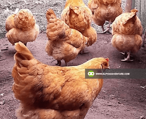 Buy Buff Orpington for Sale from Alpha Agventure Farms