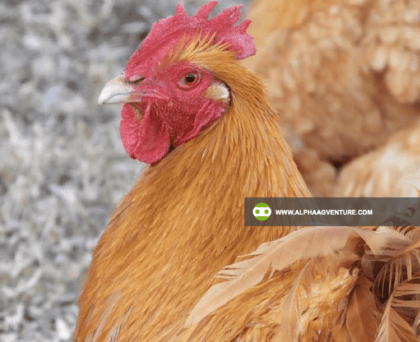 Buy Buff Orpington for Sale from Alpha Agventure Farms