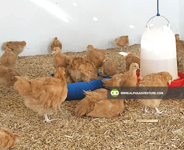 Buy Buff Orpington for Sale from Alpha Agventure Farms