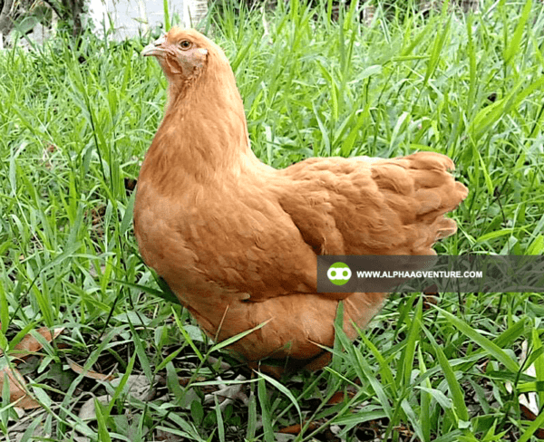 Buy Buff Orpington for Sale from Alpha Agventure Farms