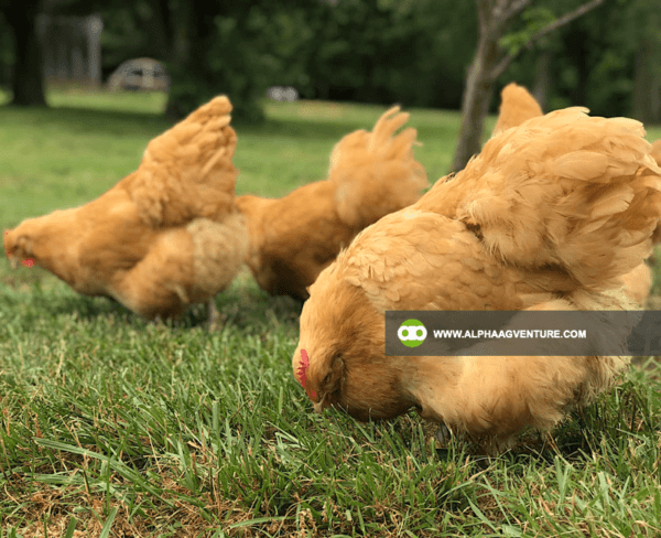 Buy Buff Orpington for Sale from Alpha Agventure Farms