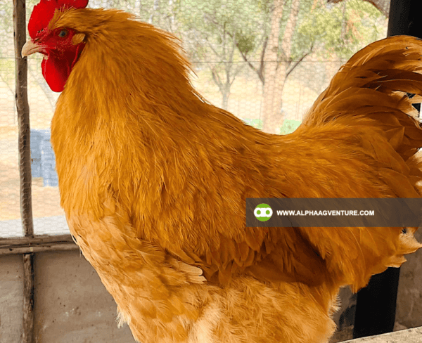 Buy Buff Orpington for Sale from Alpha Agventure Farms