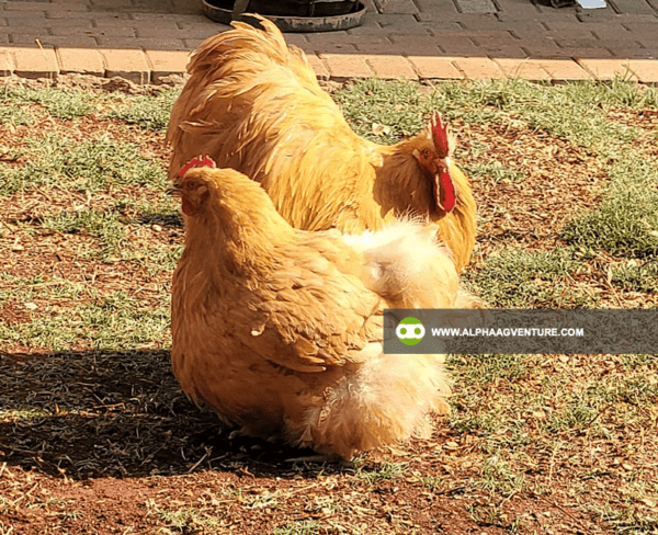 Buy Buff Orpington for Sale from Alpha Agventure Farms