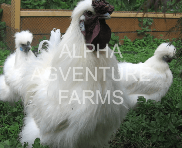 Buy Chinese Silkie Rooster for Sale from Alpha Agventure Farms