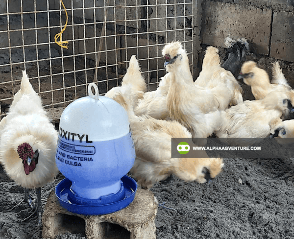 Buy Chinese Silkie for Sale from Alpha Agventure Farms