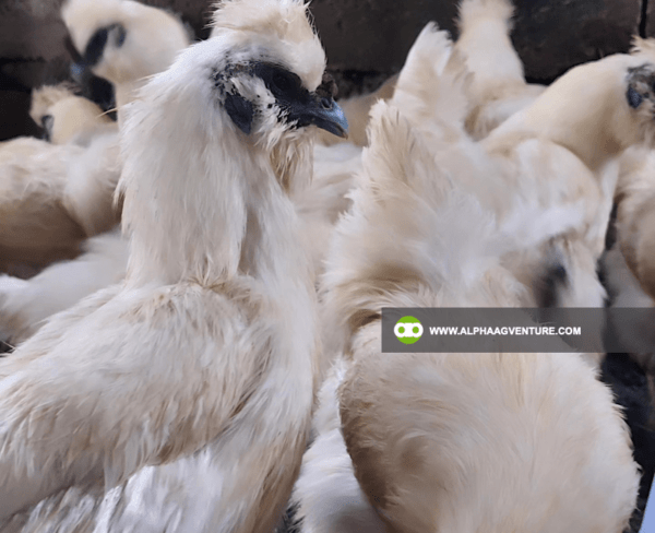 Buy Chinese Silkie for Sale from Alpha Agventure Farms