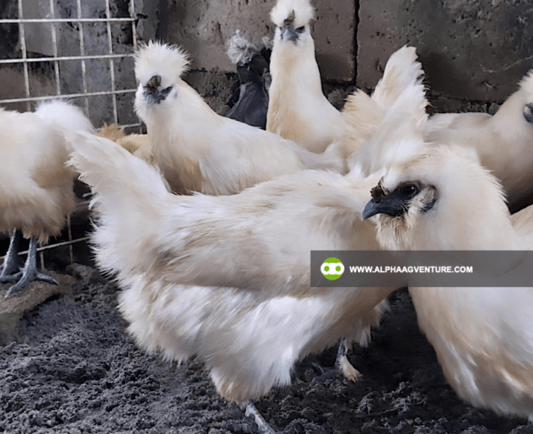 Buy Chinese Silkie for Sale from Alpha Agventure Farms