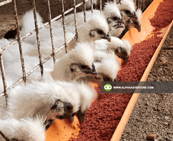 Buy Chinese Silkie for Sale from Alpha Agventure Farms