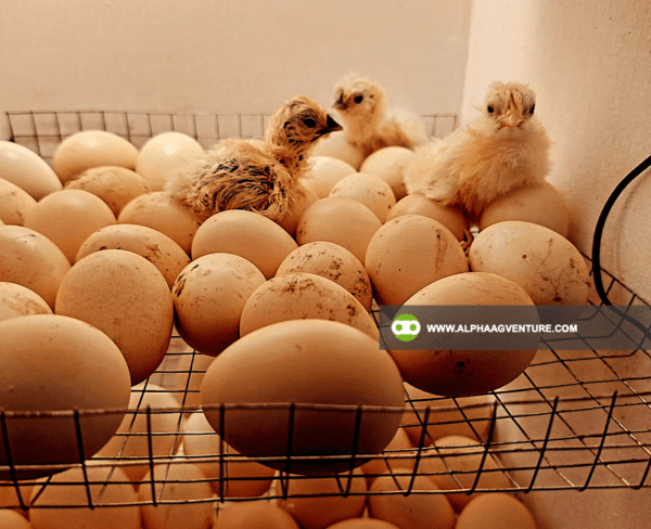 Buy Chinese Silkie for Sale from Alpha Agventure Farms