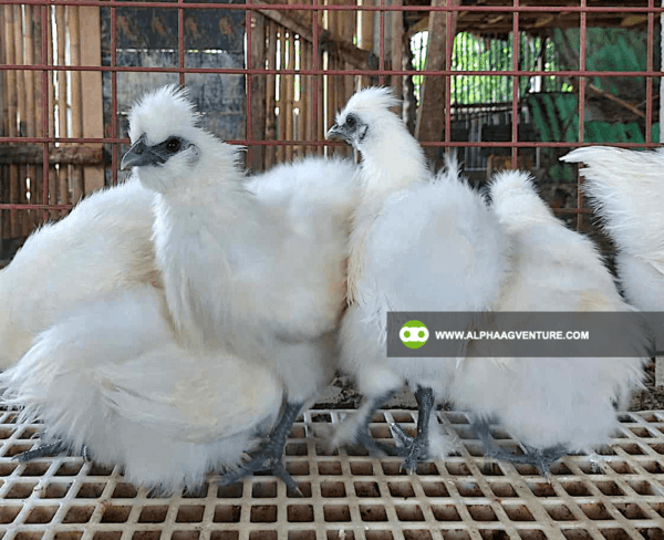 Buy Chinese Silkie for Sale from Alpha Agventure Farms