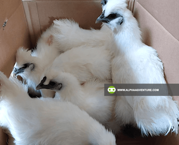 Buy Chinese Silkie for Sale from Alpha Agventure Farms