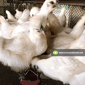 Buy Chinese Silkie for Sale from Alpha Agventure Farms