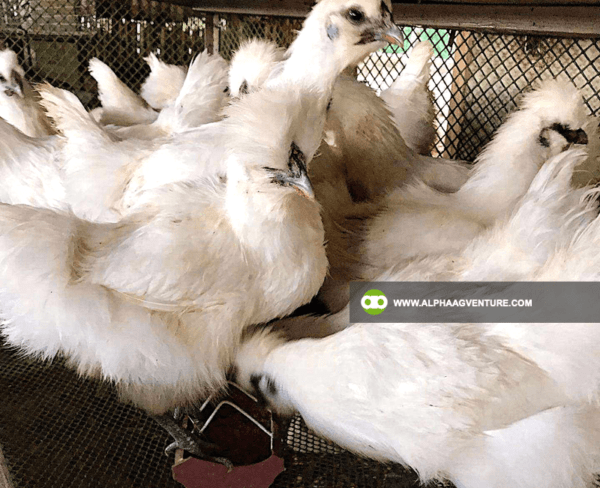 Buy Chinese Silkie for Sale from Alpha Agventure Farms