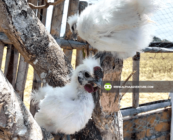 Buy Chinese Silkie for Sale from Alpha Agventure Farms