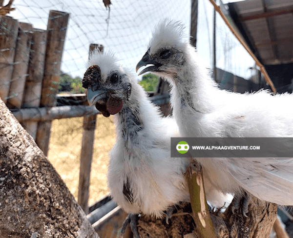 Buy Chinese Silkie for Sale from Alpha Agventure Farms