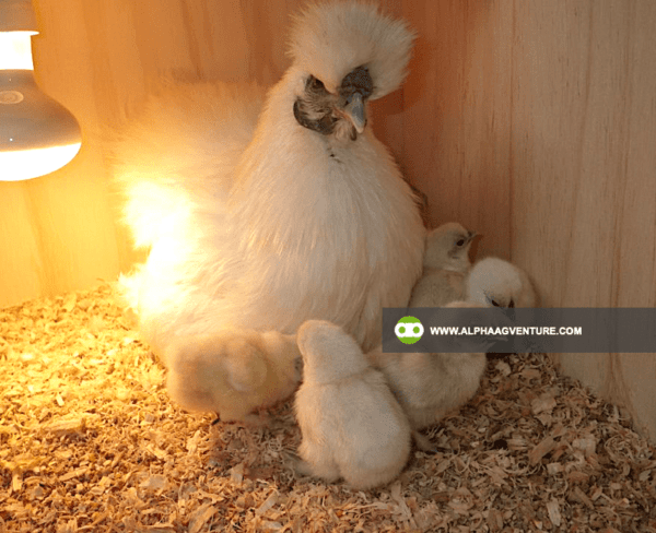 Buy Chinese Silkie for Sale from Alpha Agventure Farms