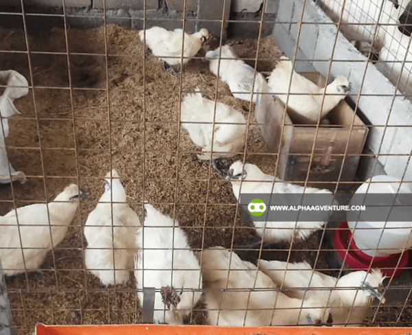 Buy Chinese Silkie for Sale from Alpha Agventure Farms