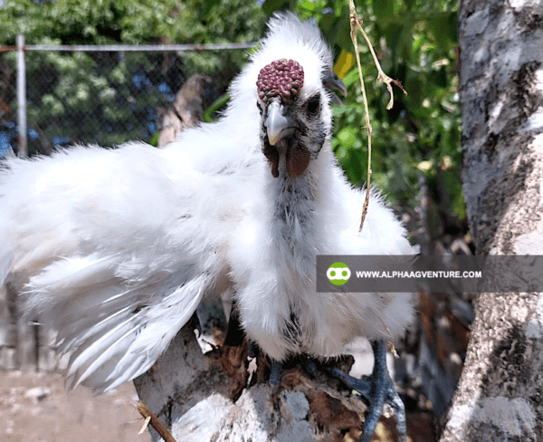 Buy Chinese Silkie for Sale from Alpha Agventure Farms