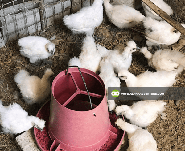 Buy Chinese Silkie for Sale from Alpha Agventure Farms