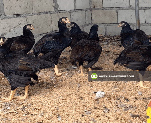 Buy Large Cornish Chicken for Sale from Alpha Agventure Farms