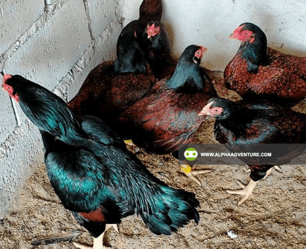 Buy Large Cornish Chicken for Sale from Alpha Agventure Farms