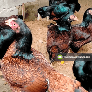 Buy Large Cornish Chicken for Sale from Alpha Agventure Farms