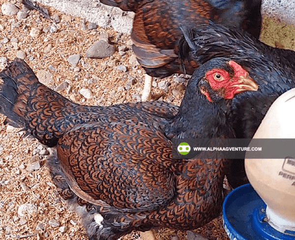 Buy Large Cornish Chicken for Sale from Alpha Agventure Farms