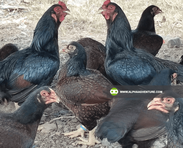 Buy Large Cornish Chicken for Sale from Alpha Agventure Farms