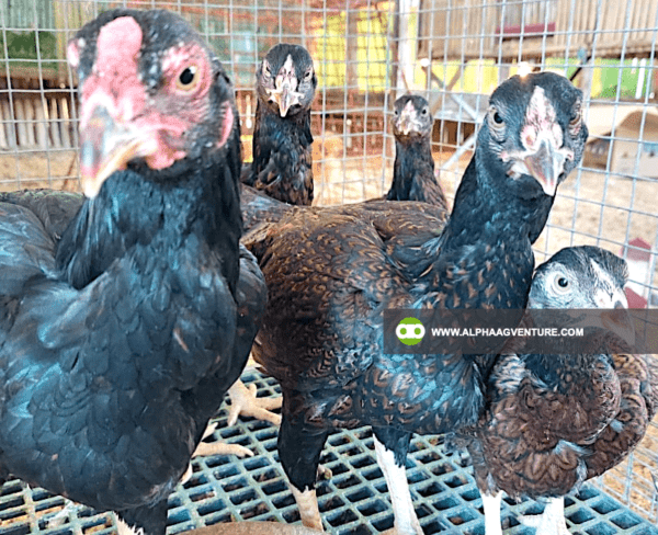 Buy Large Cornish Chicken for Sale from Alpha Agventure Farms