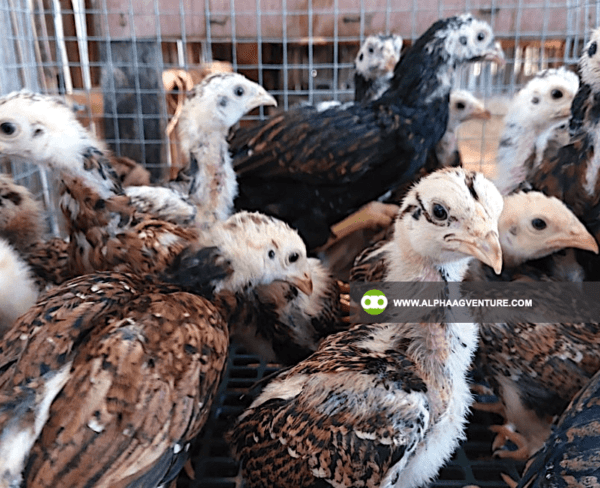 Buy Large Cornish Chicken for Sale from Alpha Agventure Farmsha Agventure Farms