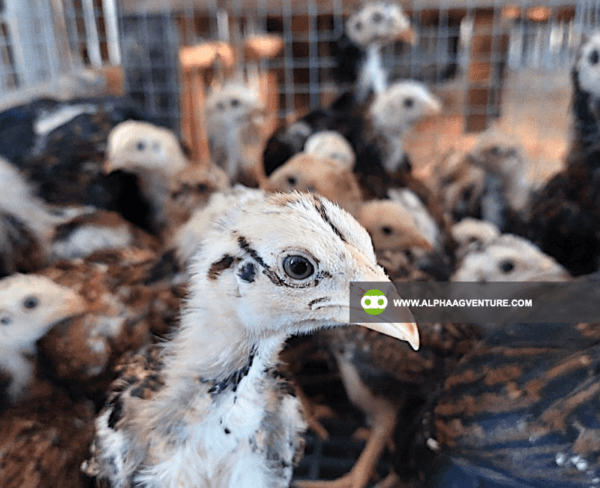 Buy Large Cornish Chicken for Sale from Alpha Agventure Farms