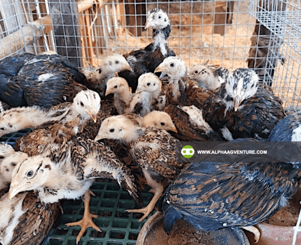 Buy Large Cornish Chicken for Sale from Alpha Agventure Farms