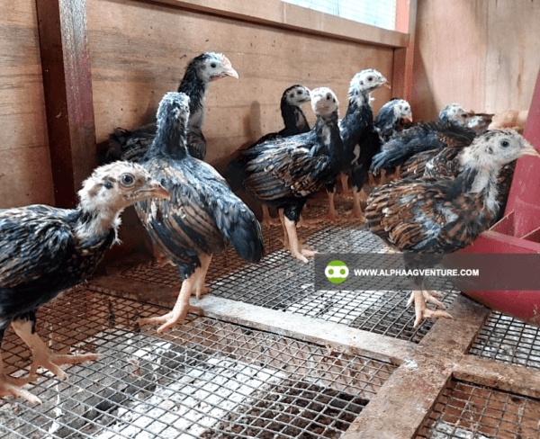 Buy Large Cornish Chicken for Sale from Alpha Agventure Farms