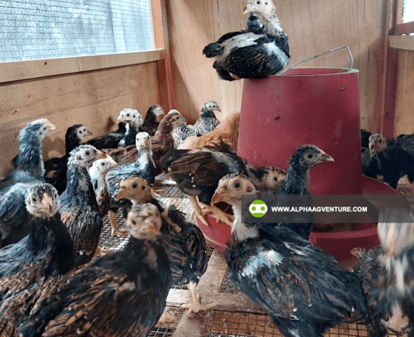 Buy Large Cornish Chicken for Sale from Alpha Agventure Farms