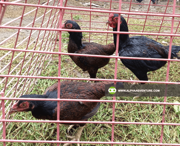 Buy Large Cornish Chicken for Sale from Alpha Agventure Farms