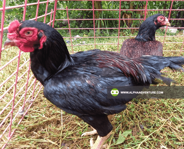 Buy Large Cornish Chicken for Sale from Alpha Agventure Farms