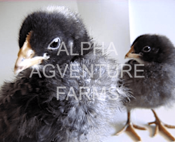 Buy Day-Old Barred Plymouth Rock Chicks for Sale in the Philippines