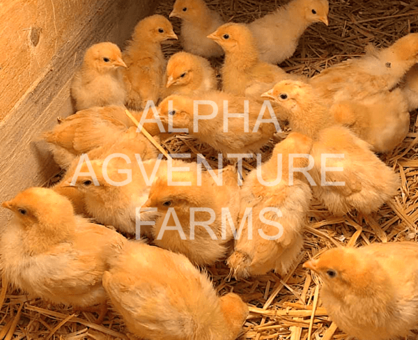 Buy Day-Old Buff Orpington Chicks for Sale from Alpha Agventure Farms