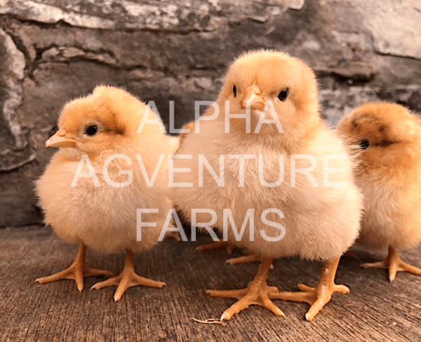 Buy Day-Old Buff Orpington Chicks for Sale from Alpha Agventure Farms