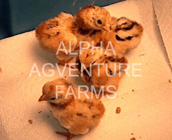 Buy Day-Old Chicks of Standard Cornish for Sale from Alpha Agventure Farms