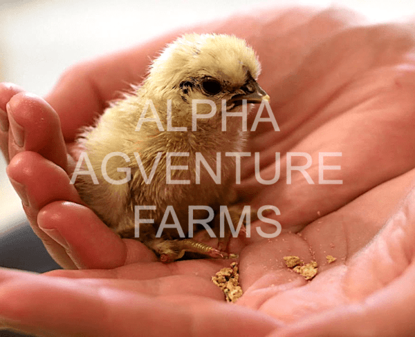 Buy Day-Old Chinese Silkies for Sale from Alpha Agventure Farms